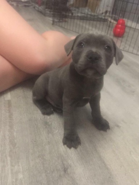 gumtree staffordshire bull terrier puppies